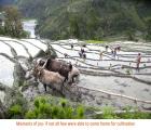 Moments of joy- if not all few were able to come home for cultivation 